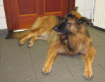 Hugo, wat een heerlijke hond!